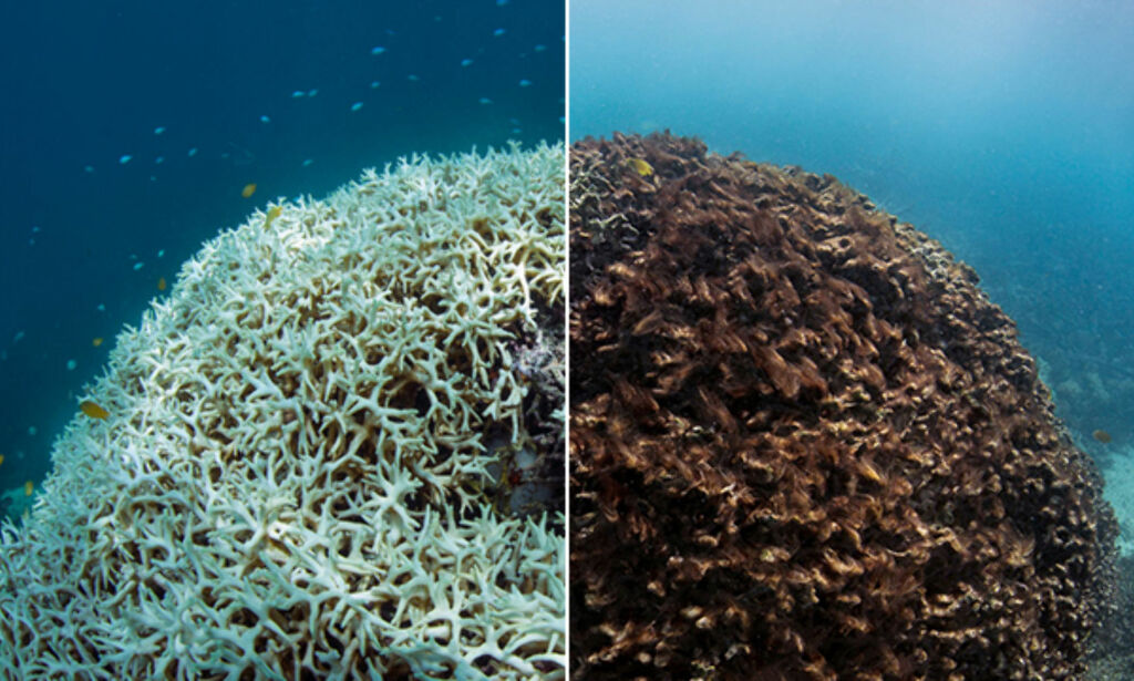 Bildene av Great Barrier Reef er tatt med én måneds mellomrom. - Knapt mulig å fatte