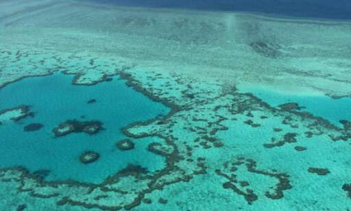 - 95 prosent av Great Barrier Reef er alvorlig bleket, og halvparten kan dø innen en måned