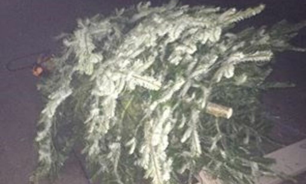Skolens juletre sagd ned for fjerde året på rad