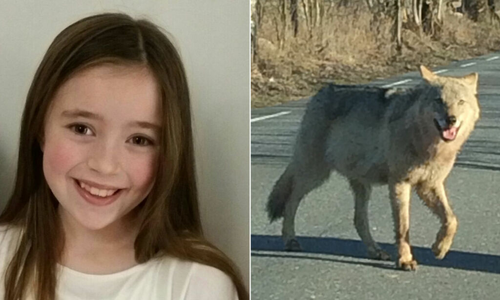 Live (10) tok dette bildet av ulven da hun var på vei til skolen