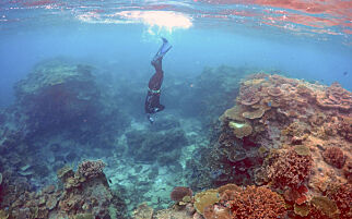 FILE PHOTO - Oliver Lanyon, Senior Ranger in the Great Barrier Reef region for the Queenlsand Parks and Wildlife Service, takes photographs and notes during an inspection of the reef's condition in an area called the 'Coral Gardens' located at Lady Elliot Island and 80 kilometers north-east from the town of Bundaberg in Queensland, Australia, June 11, 2015. REUTERS/David Gray/File Photo