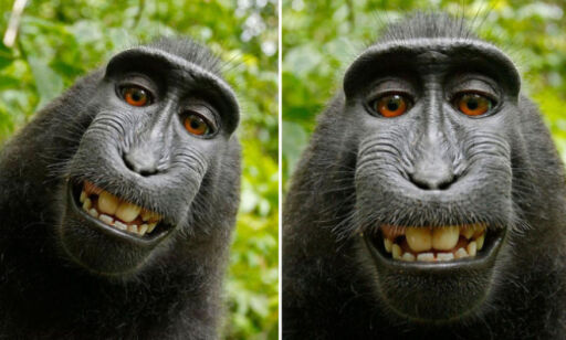 Saksøkt fotograf etter «ape-selfie»: - Jeg har fått livet mitt ødelagt