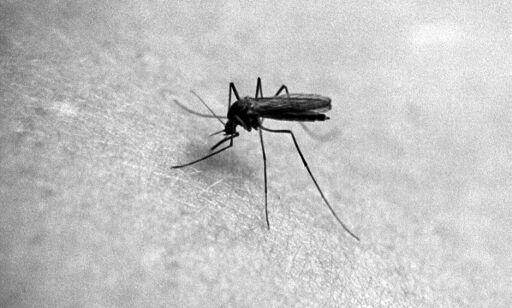 Malaria i Hellas og Kypros: Folkehelseinstituttet ber reisende beskytte seg