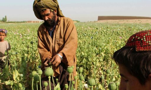 Opium er blitt vekstnæring i Afghanistan