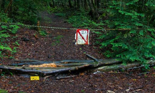 Raser etter video av død person i den «hjemsøkte» selvmordsskogen Aokigahara