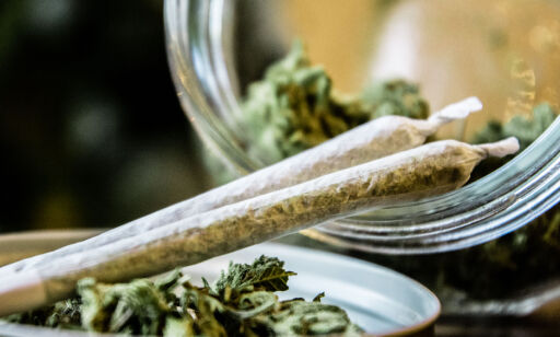 Et halvt tonn marihuana forsvant. Ble spist av mus, hevder politimenn