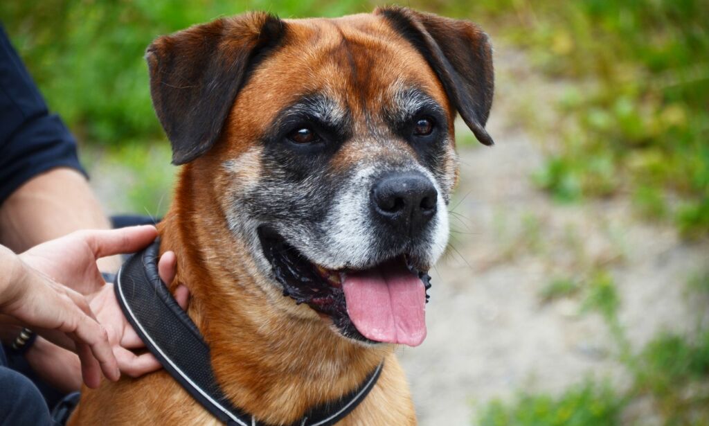 Oslo 20180522.
Høyesterett behandler denne uka to saker som gjelder gyldigheten av vedtak om avliving av hund. Den ene saken gjelder Bob (bildet) som behandles onsdag.
Foto: NOAH / NTB scanpix