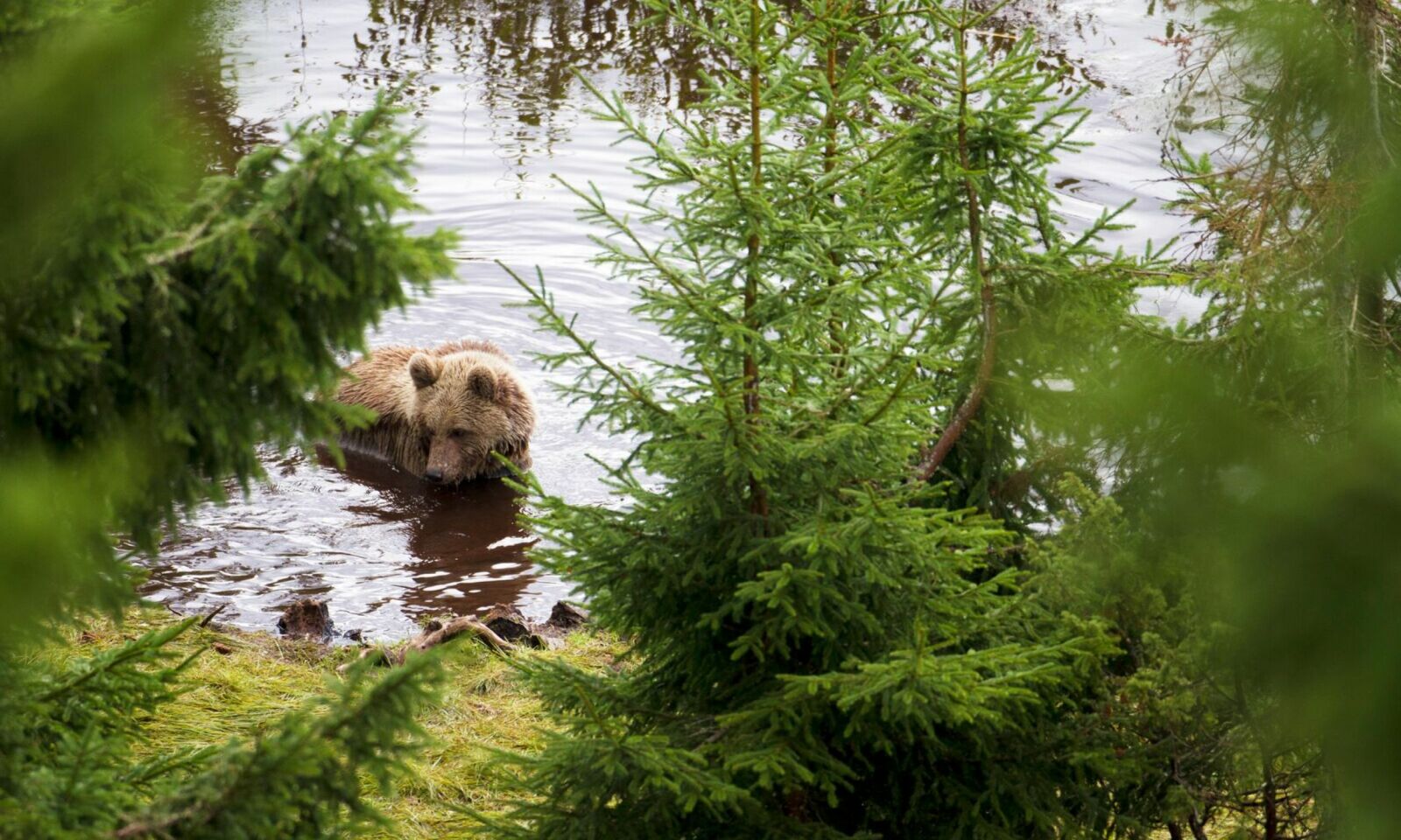Foto: Orsa Rovdjurspark Foto: Orsa Rovdjurspark
