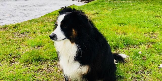 Hunden Linc (1) ble tatt av uværet ved Lindesnes fyr
