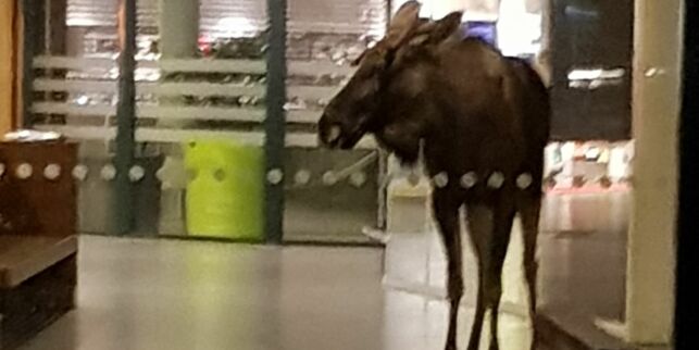 Skjøt og drepte elg inne på bussterminalen