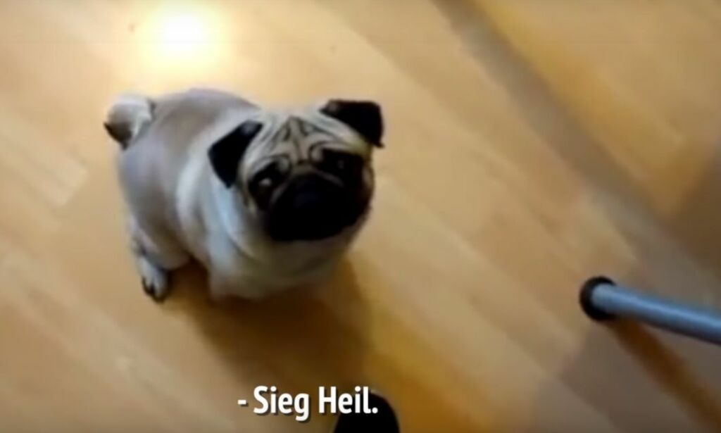 Her trener han kjærestens hund til å gjøre nazi-hilsen