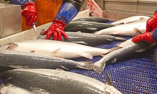 Kommunen har rett til å nekte fiskeoppdrett