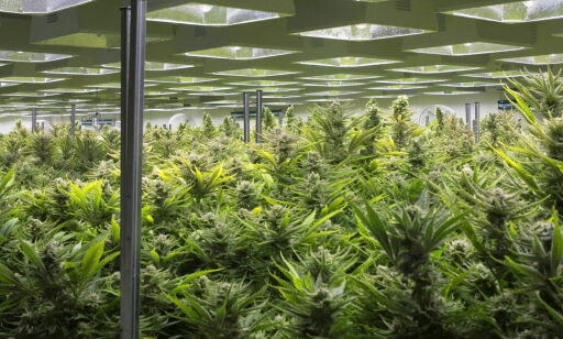 Regulert salg av cannabiser det motsatte av frislipp
